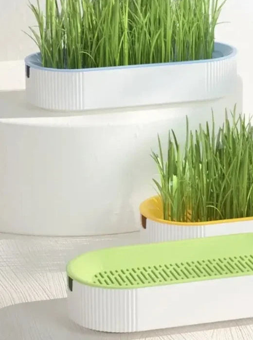 Boîte d'herbe à chat hydroponique