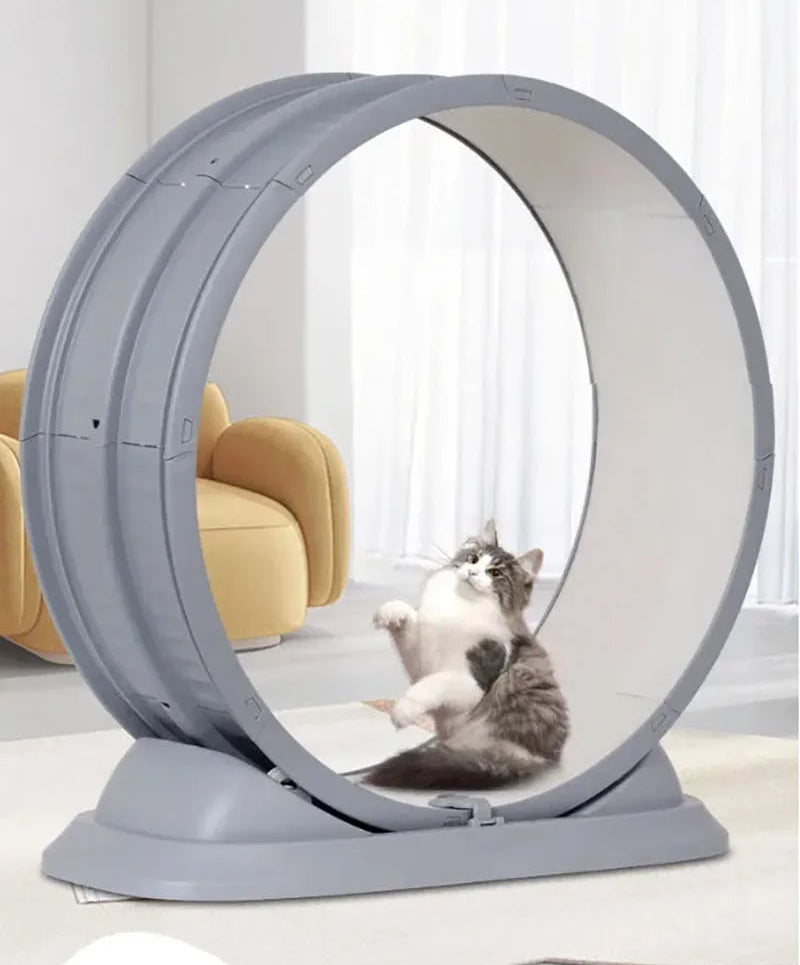 Tapis de course pour chat